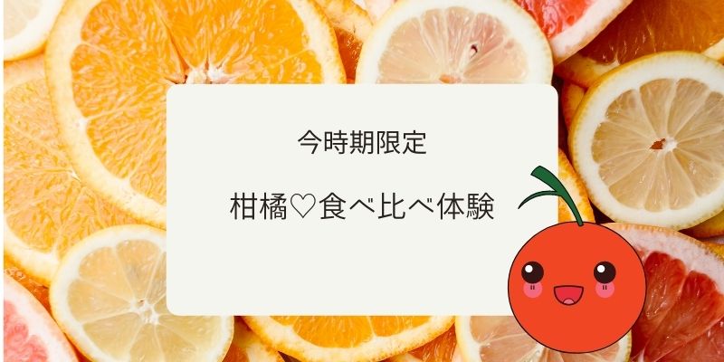今だけ限定の柑橘果物を食べ比べしませんか?