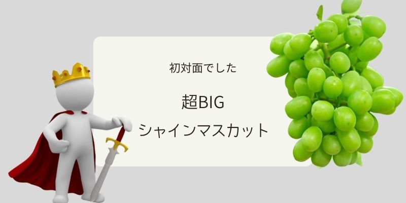 巨大晴王シャインマスカット